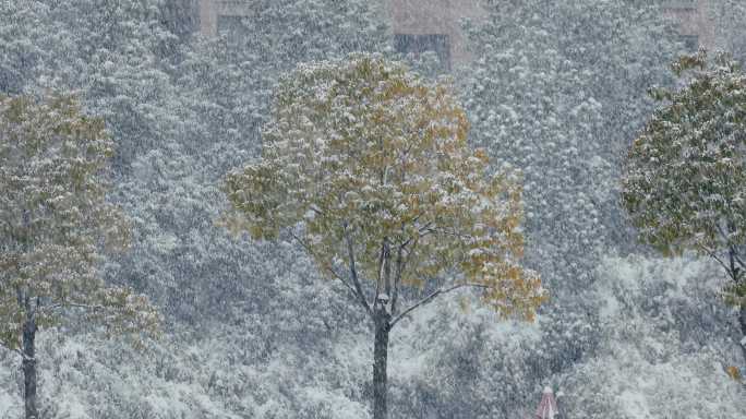 4K风雪中的街头树木行人一组01