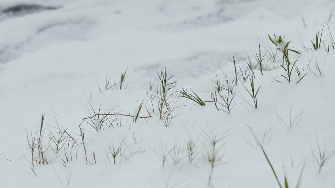 4K雪中的小草一组