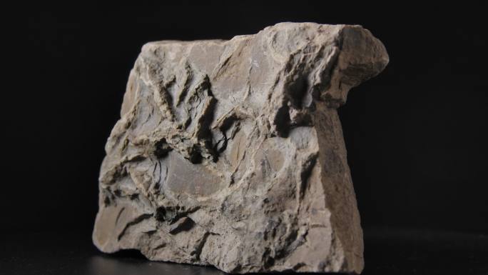 古生物化石（4K）
