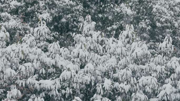 4K大雪中的树木树叶02