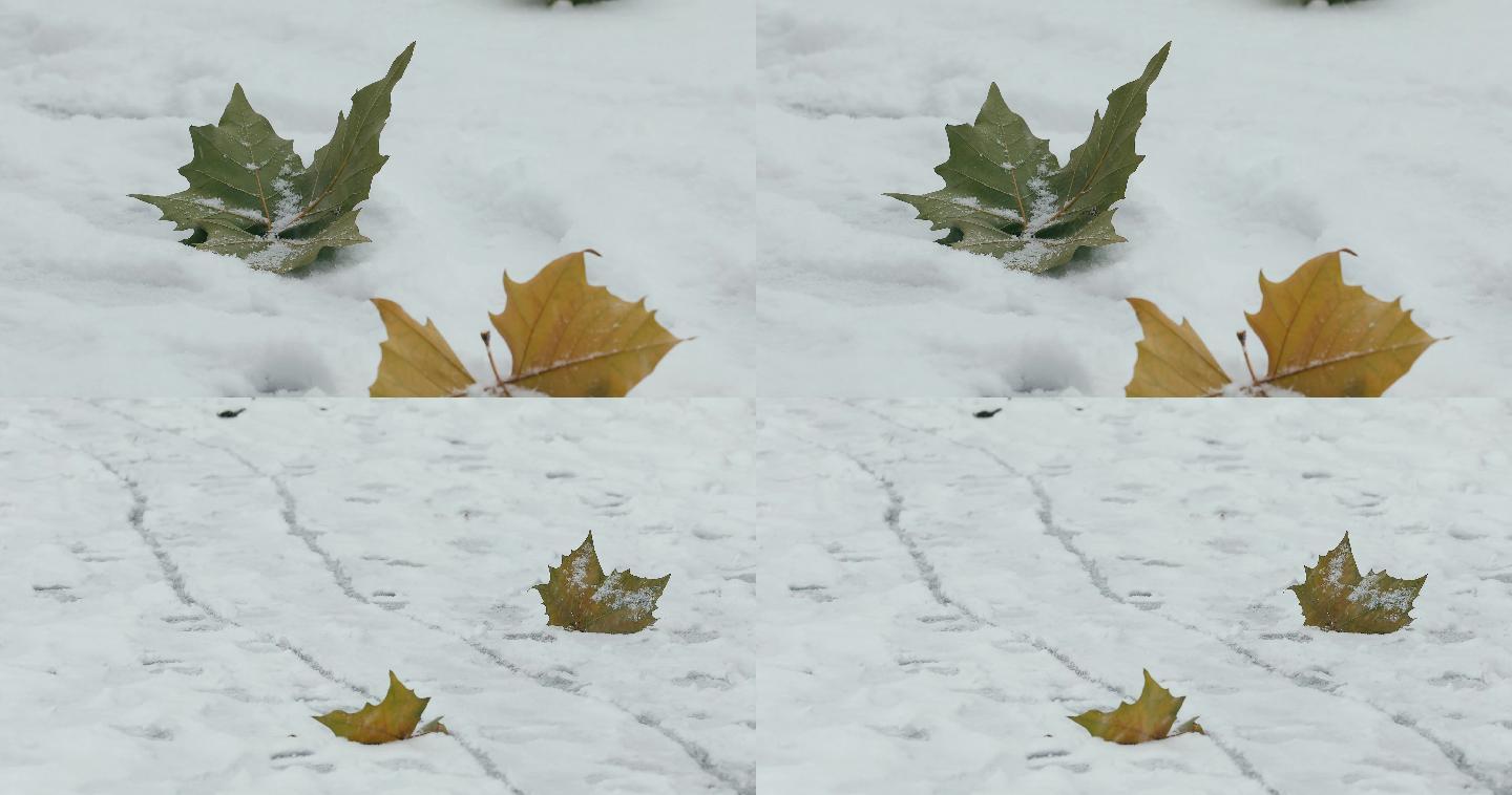 4K雪落在地面的梧桐树叶上01