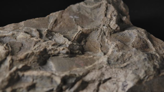 古生物化石10（4K）