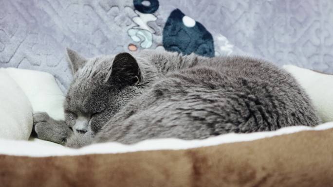 蓝猫睡觉