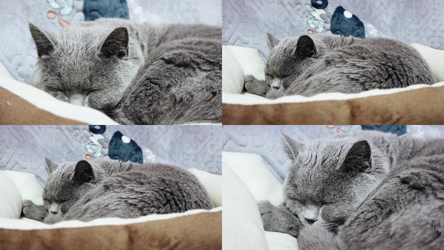 蓝猫睡觉