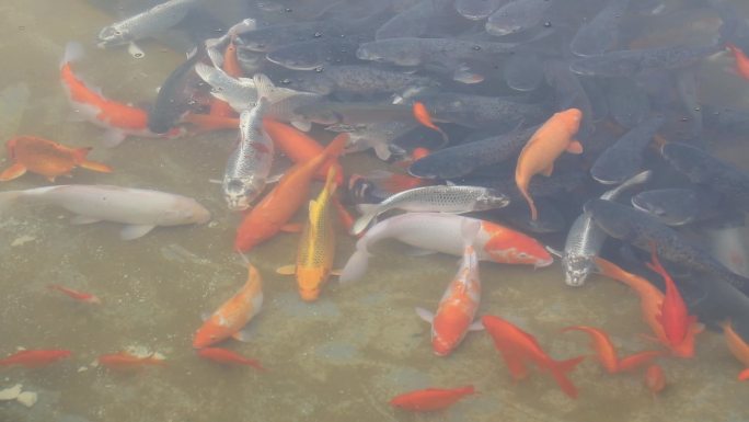 金鱼锦鲤鲢鱼鳙鱼鱼群水池游弋