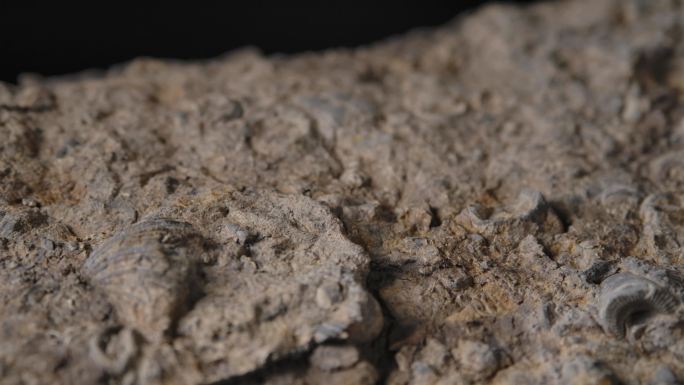 贝壳化石5（4k）