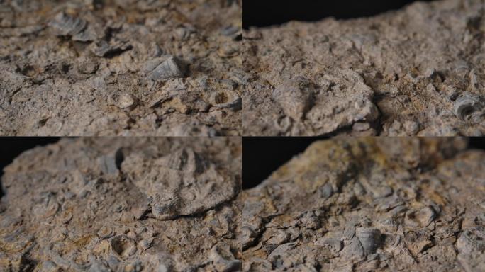 贝壳化石5（4k）
