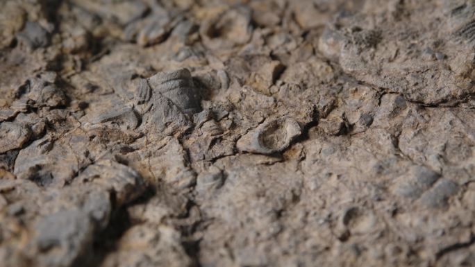 贝壳化石8（4k）