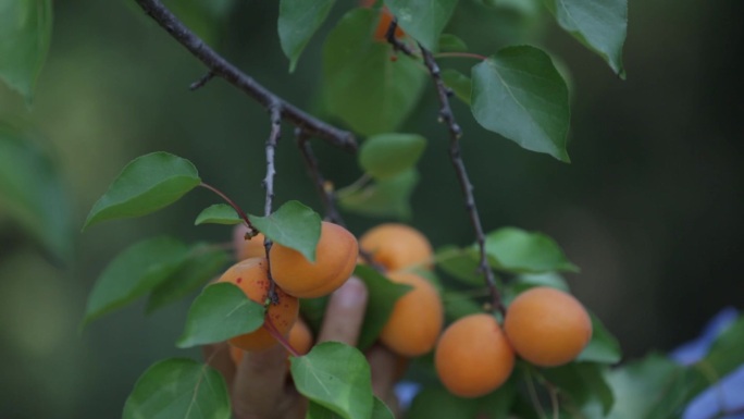 丰收摘杏