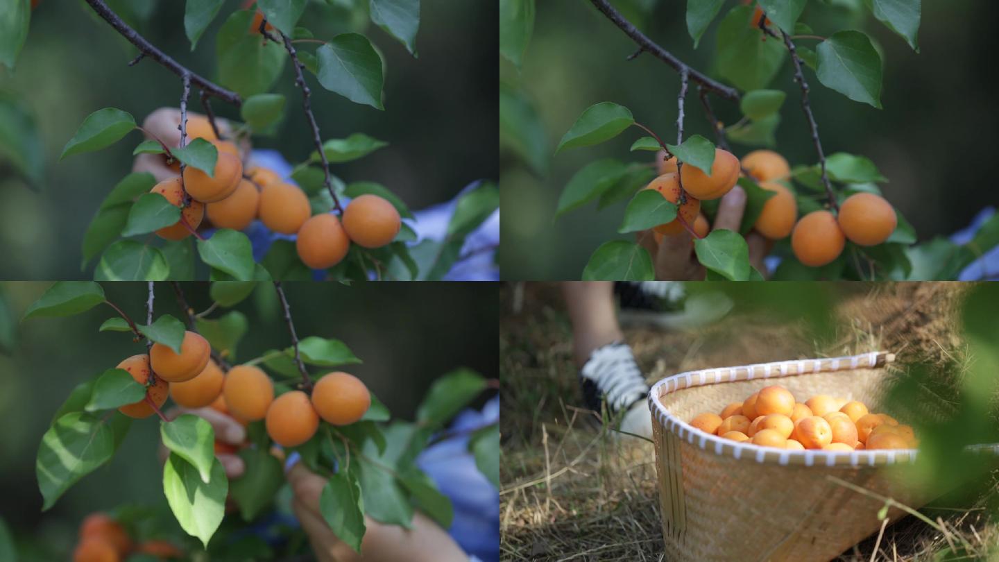 丰收摘杏