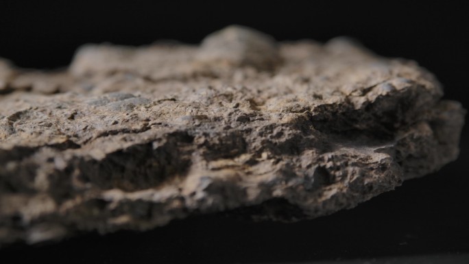 贝壳化石3（4k）