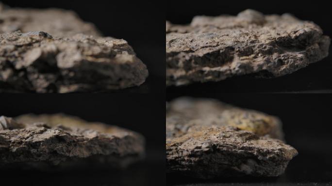 贝壳化石3（4k）