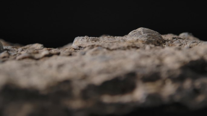 贝壳化石1（4k）