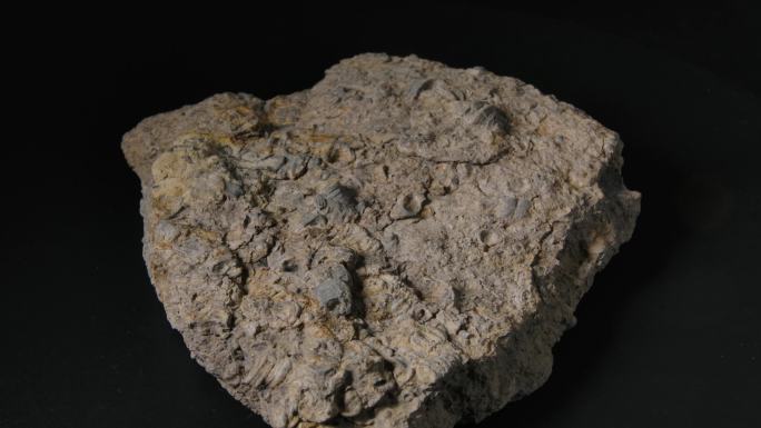 贝壳化石9（4k）