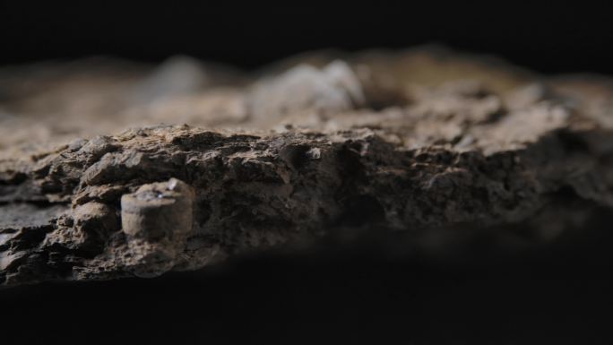 贝壳化石2（4k）
