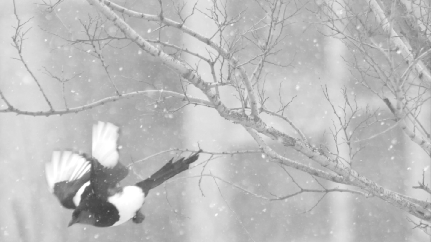 寒冬树枝上的鸟儿-凄凉冷清悲伤情绪空镜