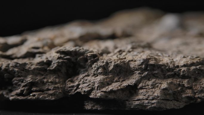 贝壳化石4（4k）