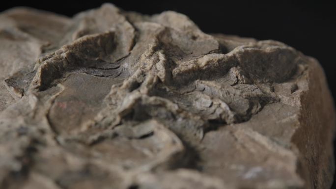 古生物化石9（4K）