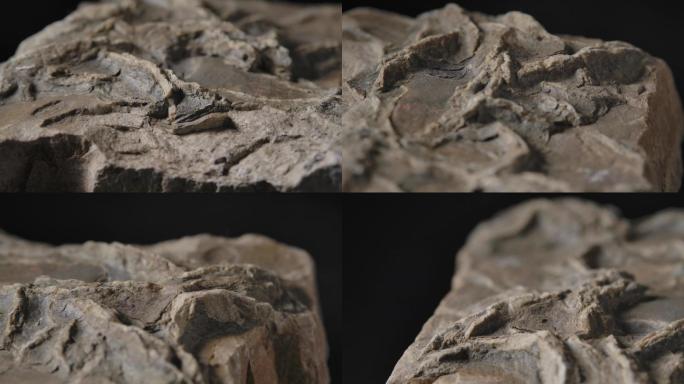 古生物化石9（4K）