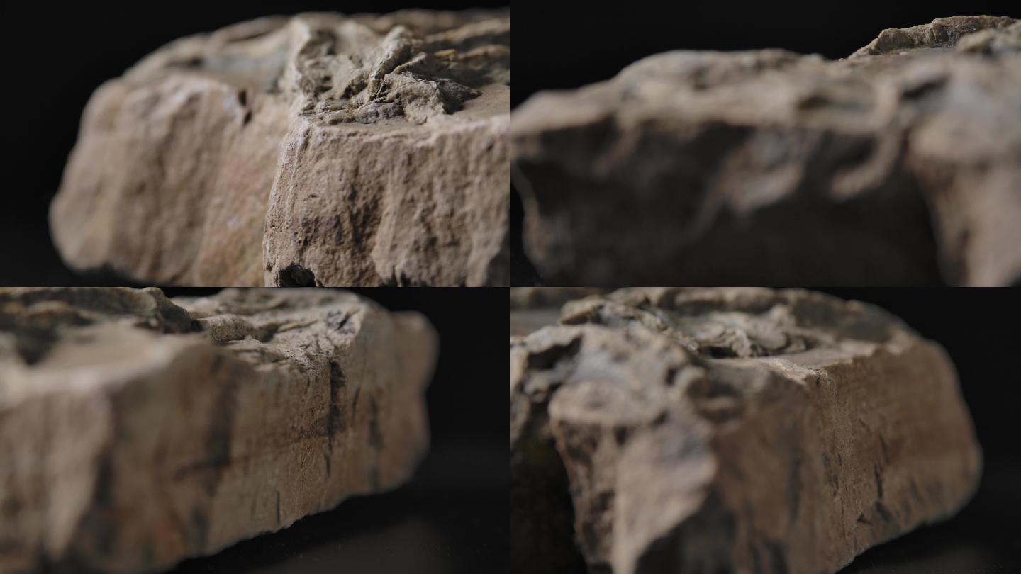 古生物化石14（4K）
