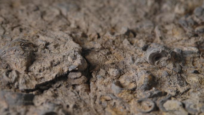 贝壳化石7（4k）