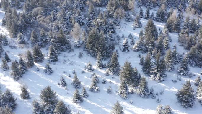 林地雪景航拍