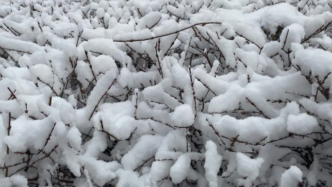 冬天树枝上的积雪白雪皑皑积雪冬日