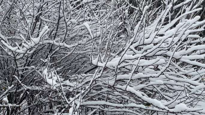 冬天树枝上的积雪白雪皑皑