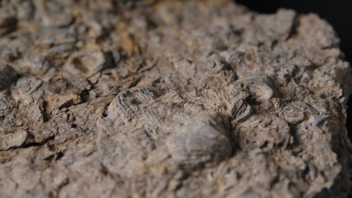 贝壳化石6（4k）