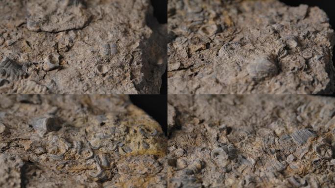 贝壳化石6（4k）