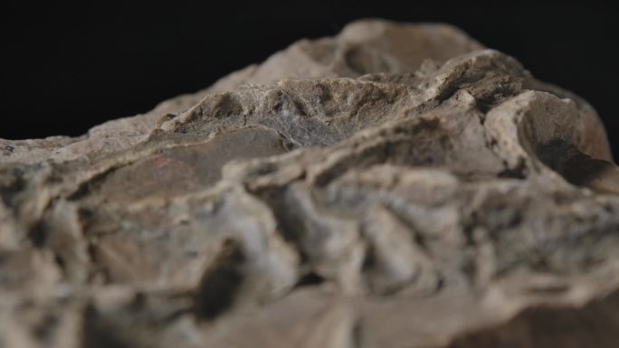 古生物化石8（4K）