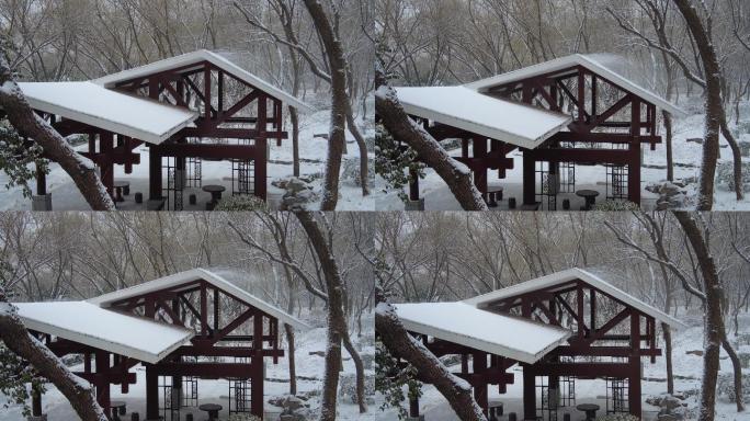 飞雪天-特写