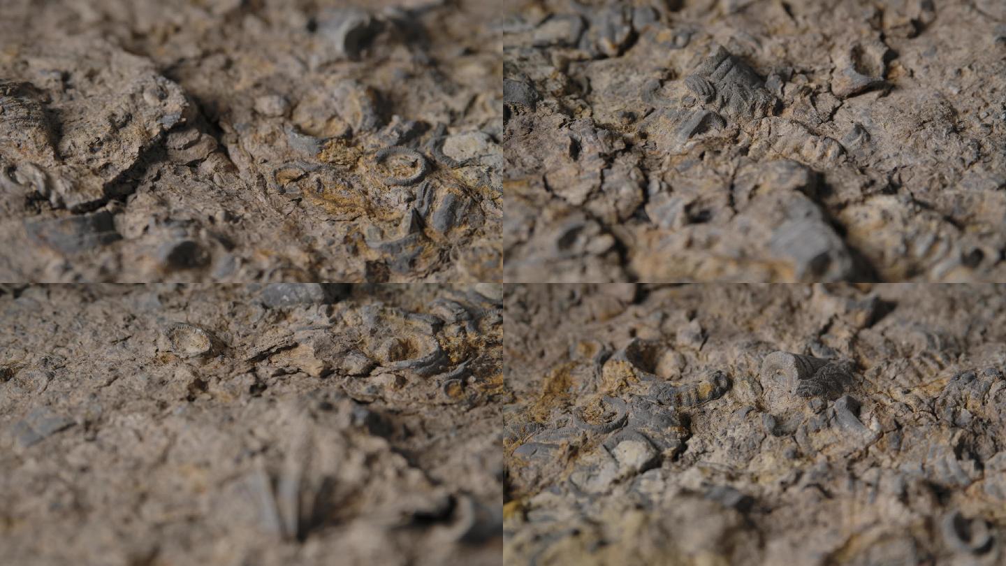 贝壳化石10（4k）