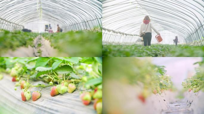 4K草莓采摘-草莓园-草莓特写