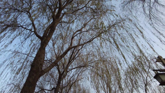 冬季的柳树