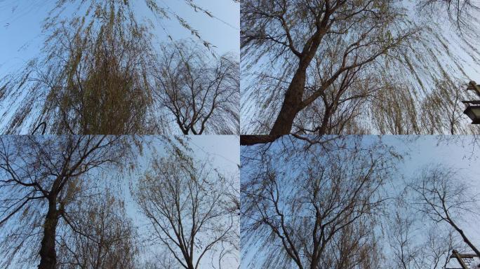 冬季的柳树