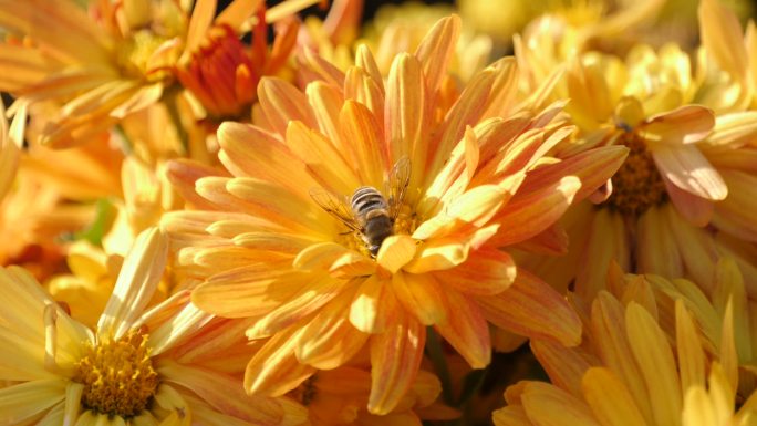 一只蜜蜂采蜜