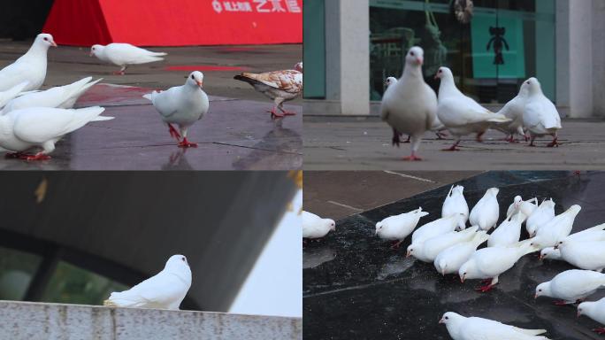 高清鸽子素材