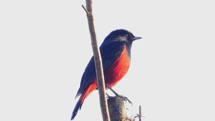 漂亮的红肚皮小鸟白顶溪鸲叫声