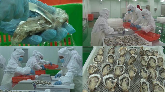 海产品车间加工牡蛎海鲜