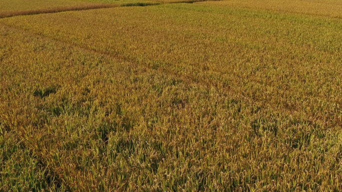 秋收水稻田
