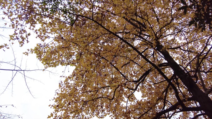 公园旋转的天空金黄树叶实拍视频
