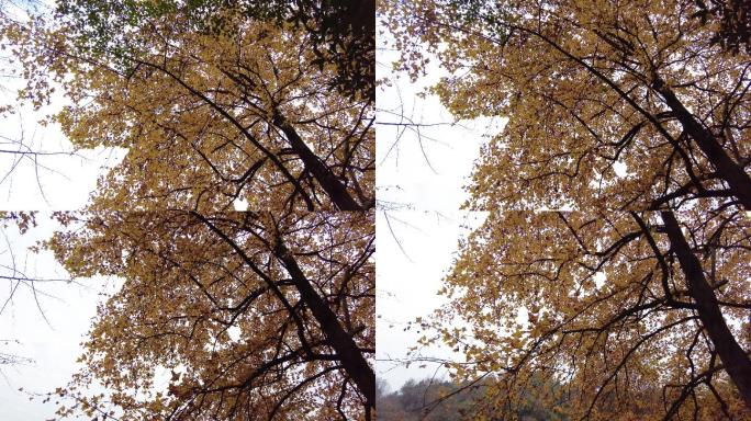 公园旋转的天空金黄树叶实拍视频