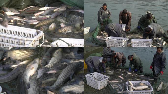 农业捕鱼渔业超清4K