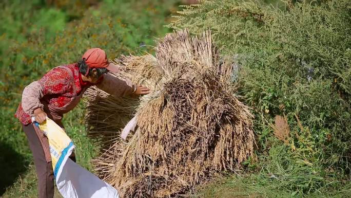 云南农村丰收季节捆扎谷堆