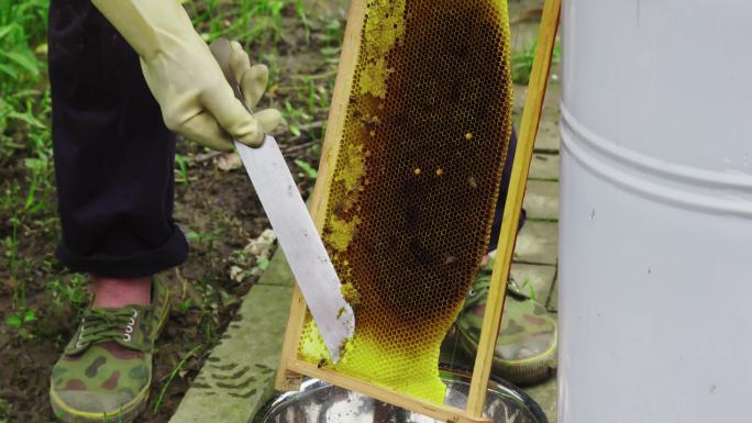 蜂蜜野生蜂蜜取蜂蜜采集蜂蜜