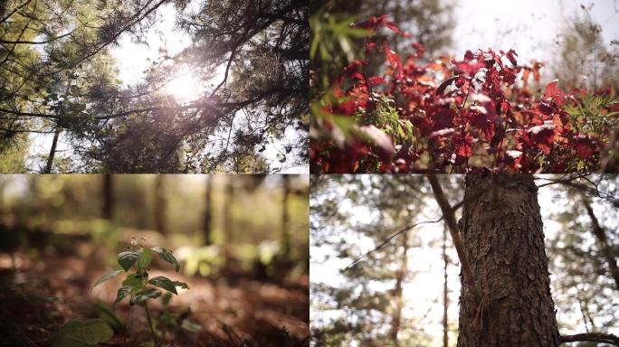 高清实拍秋天植物视频素材