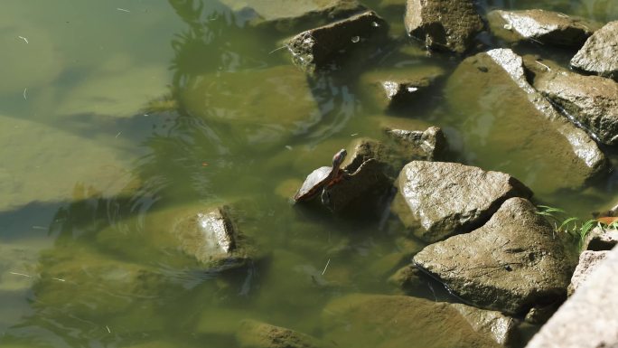 【原创】在石头上晒太阳的乌龟