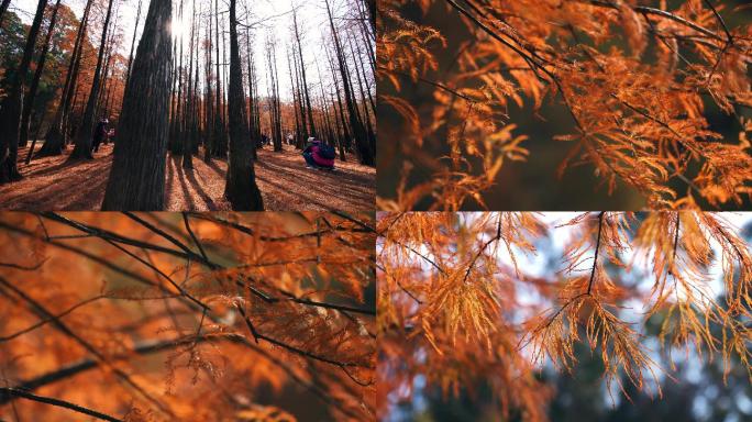 秋天松树林，秋天树叶金秋树叶4k视频素材