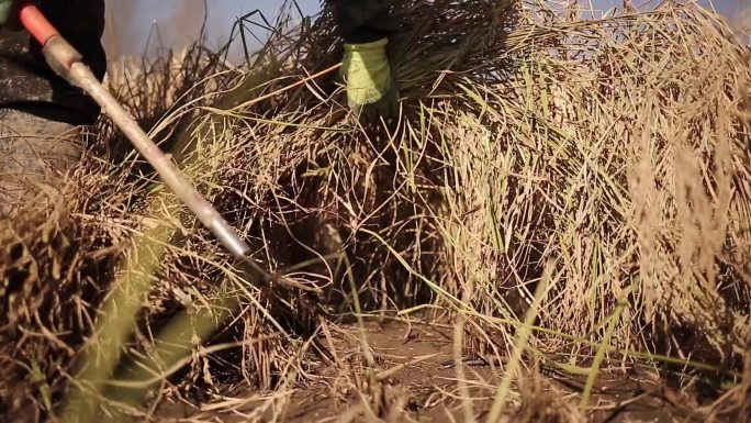 高清实拍秋天水稻收割视频